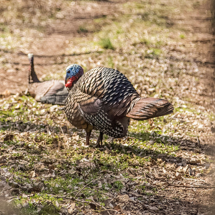 LCD Half-Strut Jake Decoy